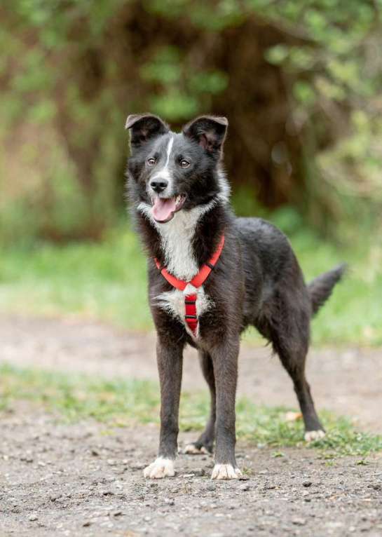 Собаки в Домодедово: Метис бордер колли Арчи ищет хозяев Мальчик, Бесплатно - фото 2