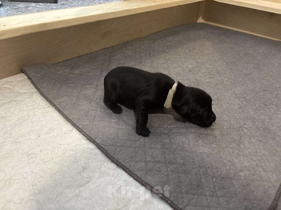 Собаки в Москве: Бронируем щенков прямошерстного ретривера флэт Девочка, 75 000 руб. - фото 4