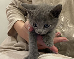 Кошки в Санкт-Петербурге: Русский голубой котёнок Мальчик, 25 000 руб. - фото 4