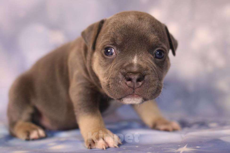 Собаки в Всеволожске: ММ ДАГРОМИС БАРОЛЛО Мальчик, Бесплатно - фото 1