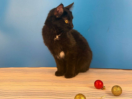 Буся, котенок-подросток в добры руки