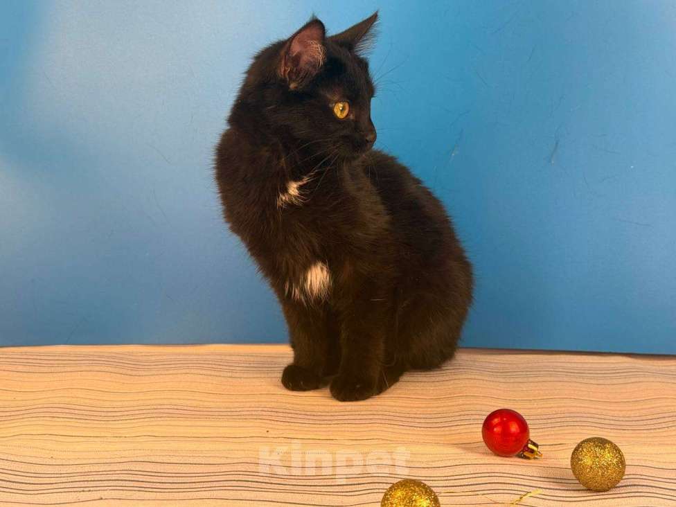 Кошки в Москве: Буся, котенок-подросток в добры руки Девочка, Бесплатно - фото 1