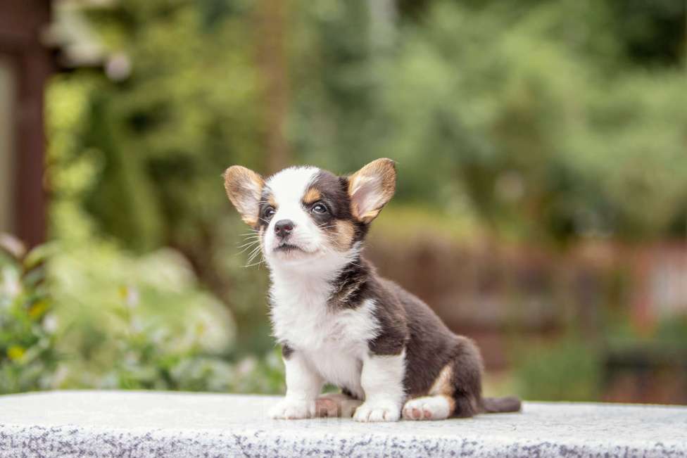 Собаки в Москве: Щенок вельш корги кардиган Мальчик, Бесплатно - фото 7