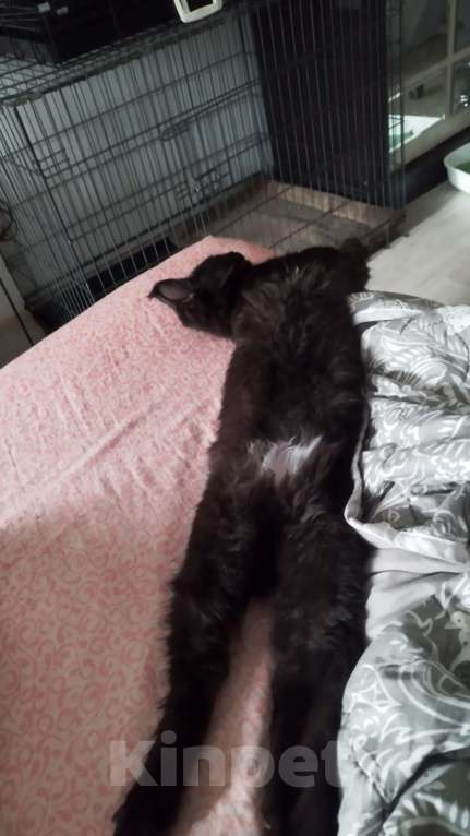 Кошки в Москве: Котята мейн кун Девочка, Бесплатно - фото 3