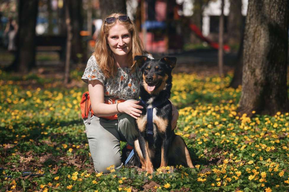 Собаки в Москве: Деймонд ищет дом Мальчик, Бесплатно - фото 4