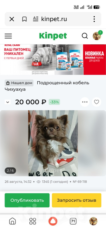 Собаки в Новосибирске: Чихуахуа Мальчик, 30 000 руб. - фото 2