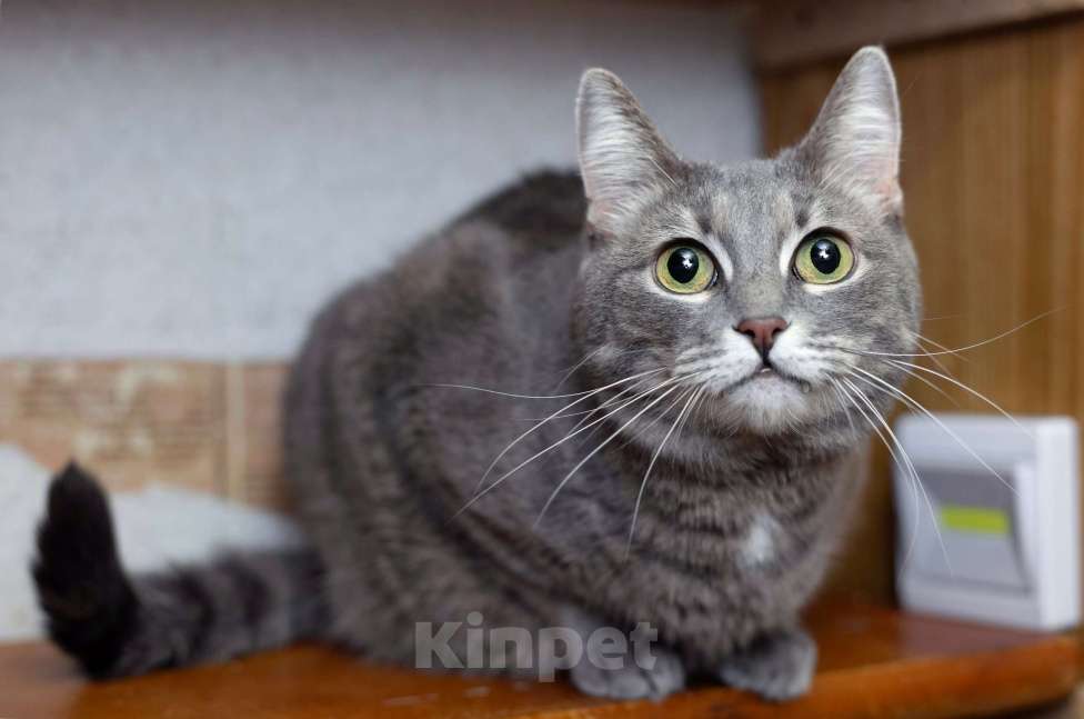 Кошки в Москве: Голубая кошка Мася в добрые руки Девочка, 10 руб. - фото 6