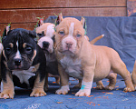 Собаки в других городах Ярославской области: Булли-малыши Девочка, 60 000 руб. - фото 3