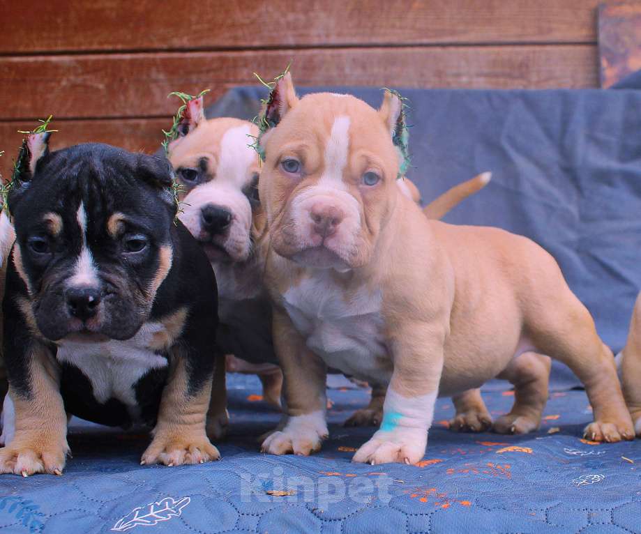 Собаки в других городах Ярославской области: Булли-малыши Девочка, 60 000 руб. - фото 3