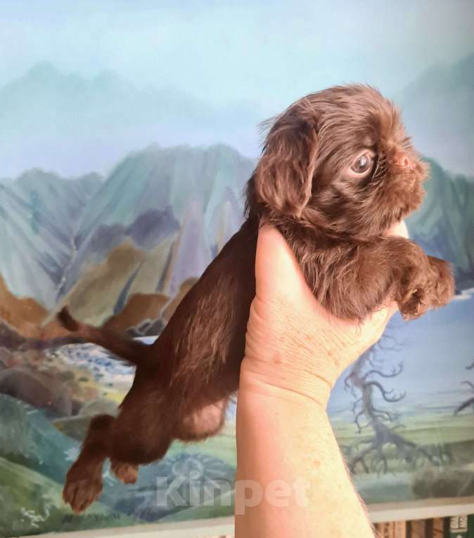 Собаки в Москве: Шоколадный грифон Мальчик, Бесплатно - фото 4