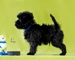 Собаки в Перми: Аффенпинчер - Мистер Blue  Мальчик, 130 000 руб. - фото 2