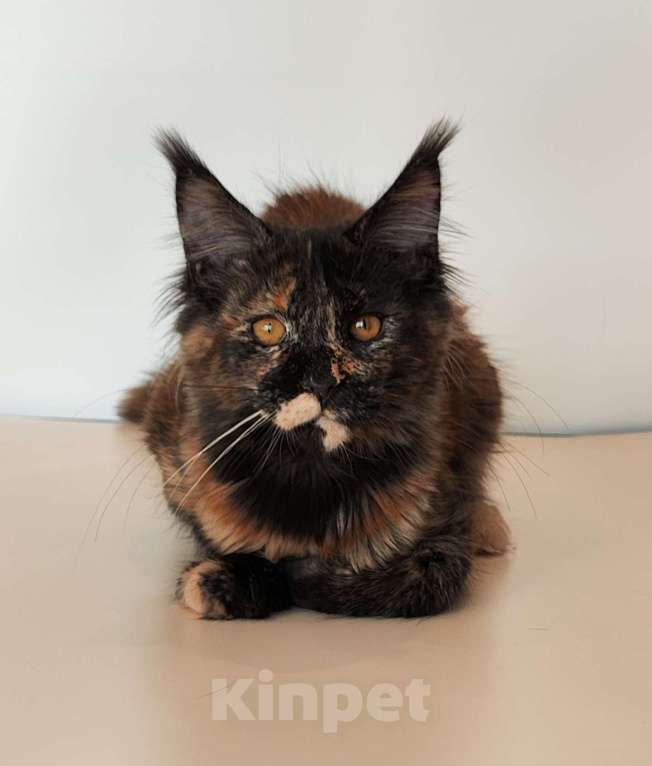 Кошки в Комсомольске-На-Амуре: Котенок мейн кун Девочка, 100 000 руб. - фото 1