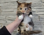 Кошки в Бакале: Отдаём в хорошие руки Девочка, Бесплатно - фото 1