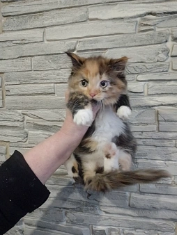 Отдаём в хорошие руки