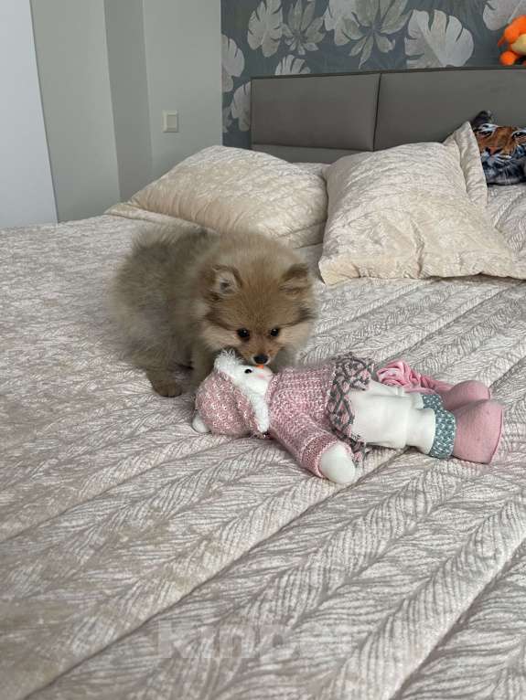 Собаки в Балашихе: Немецкий шпиц Девочка, 30 000 руб. - фото 7