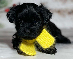 Собаки в Москве: Черный йорк Мальчик, 66 000 руб. - фото 2