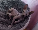 Кошки в Красноярске: сфинкс Мальчик, Бесплатно - фото 1