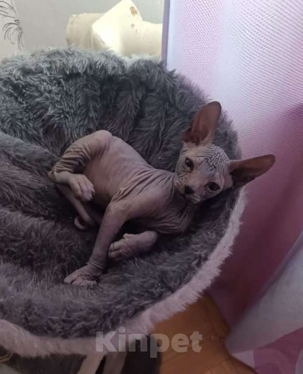 Кошки в Красноярске: сфинкс Мальчик, Бесплатно - фото 1