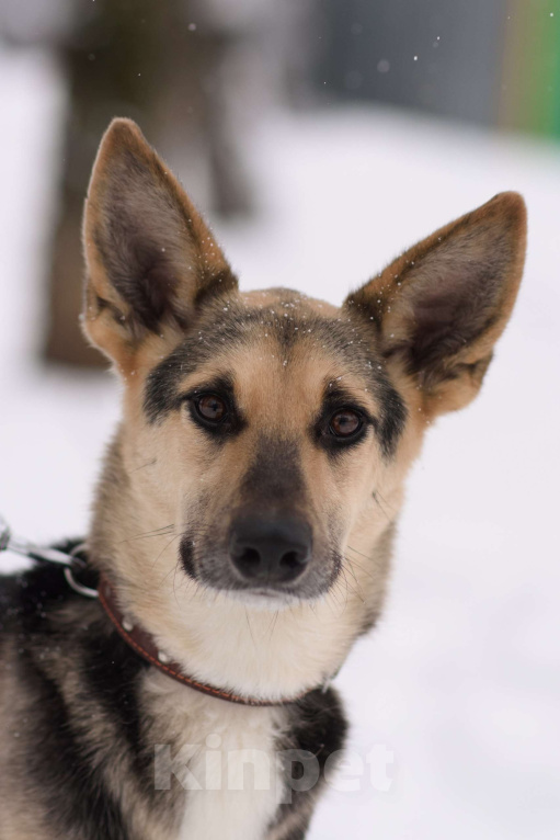 Собаки в Москве: Айрис Девочка, Бесплатно - фото 4