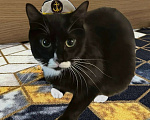 Кошки в Санкт-Петербурге: Кошечка Кайси 1 год, стерилизована Девочка, Бесплатно - фото 1