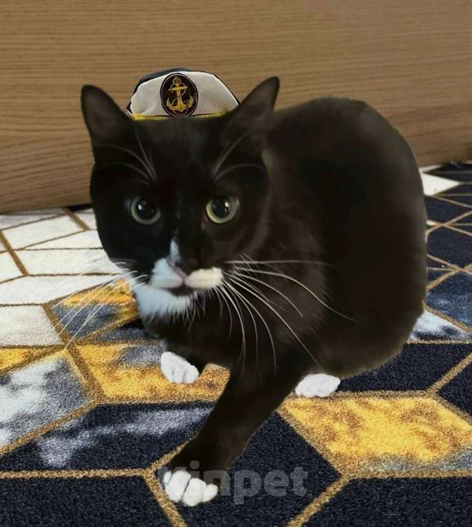 Кошки в Санкт-Петербурге: Кошечка Кайси 1 год, стерилизована Девочка, Бесплатно - фото 1