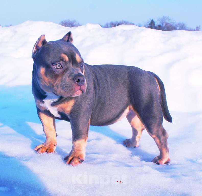 Собаки в Омске: Девочка американский булли Девочка, 100 000 руб. - фото 4