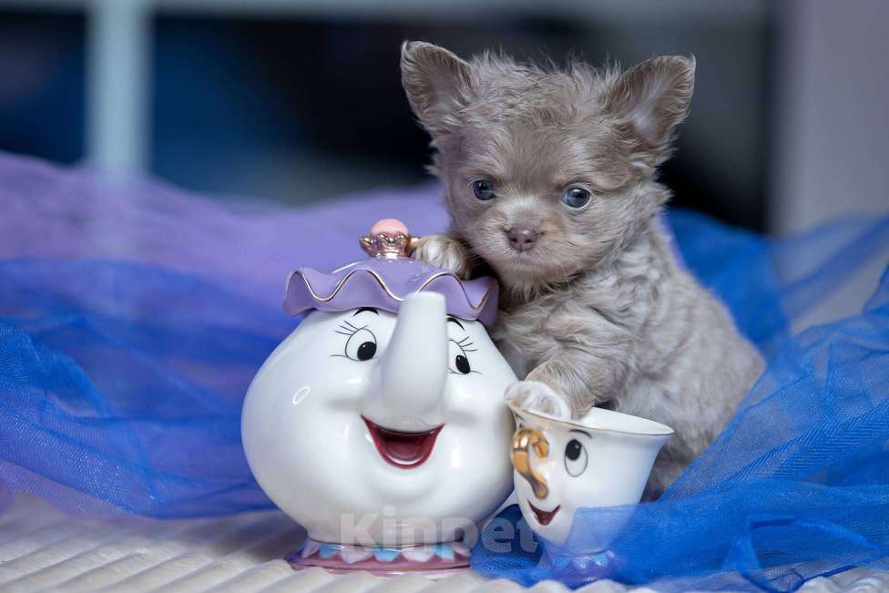 Собаки в Санкт-Петербурге: Чихуахуа мальчик длинношерстный Мальчик, 60 000 руб. - фото 1