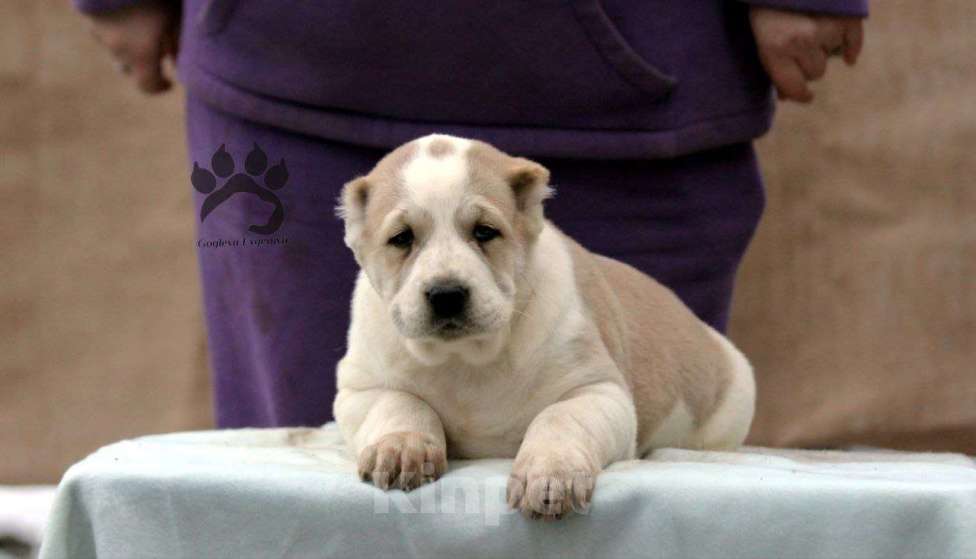 Собаки в Липецке: Щенки САО Мальчик, 60 000 руб. - фото 1