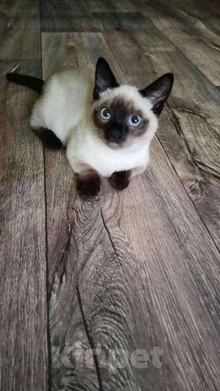 Кошки в Мурманске: манчкин Софи Девочка, Бесплатно - фото 6