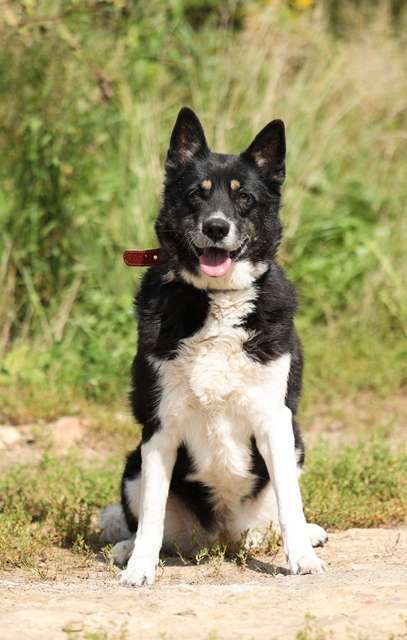Собаки в Москве: Солнечная собака Бимочка в добрые руки Девочка, Бесплатно - фото 3