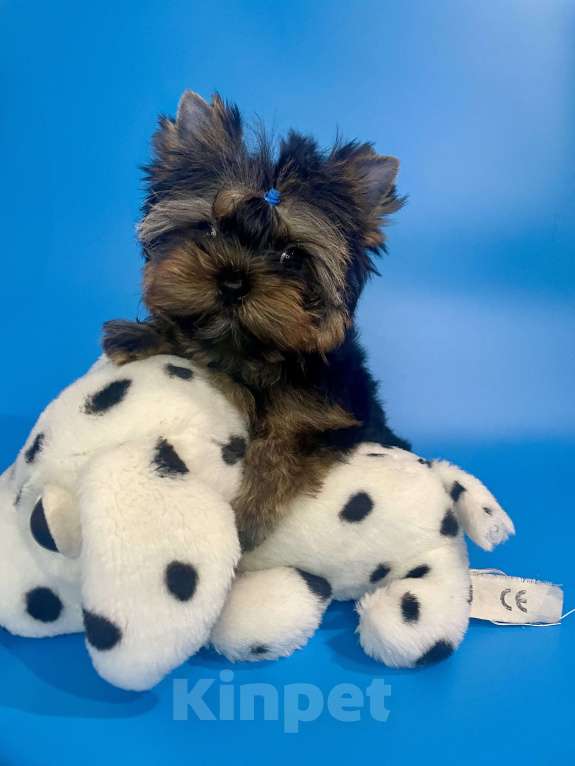 Собаки в Санкт-Петербурге: Мальчишки в продаже  Мальчик, 70 000 руб. - фото 9