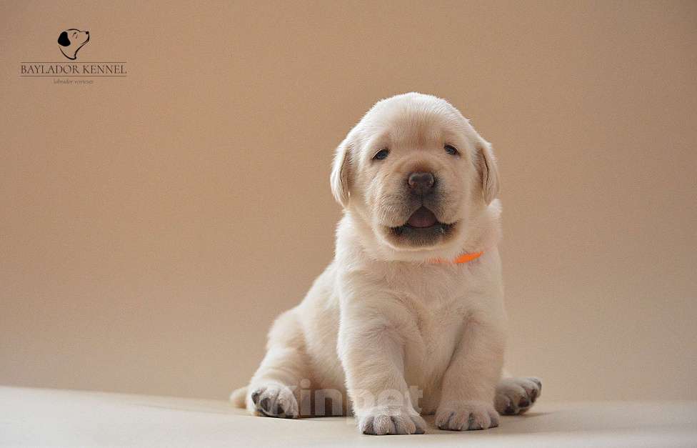 Собаки в Самаре: Щенки лабрадора Мальчик, 80 000 руб. - фото 5