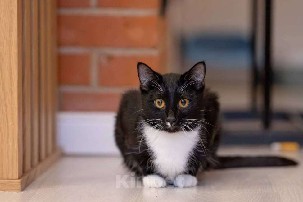 Кошки в Москве: Котик Фрасимах ищет маму и папу.  Мальчик, Бесплатно - фото 5