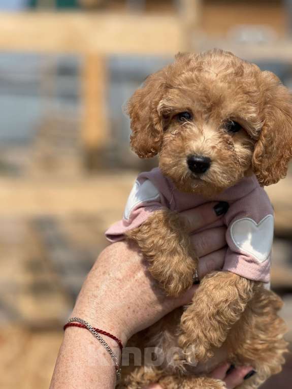 Собаки в Новосибирске: Щенок пуделя, доставка Мальчик, 50 000 руб. - фото 3