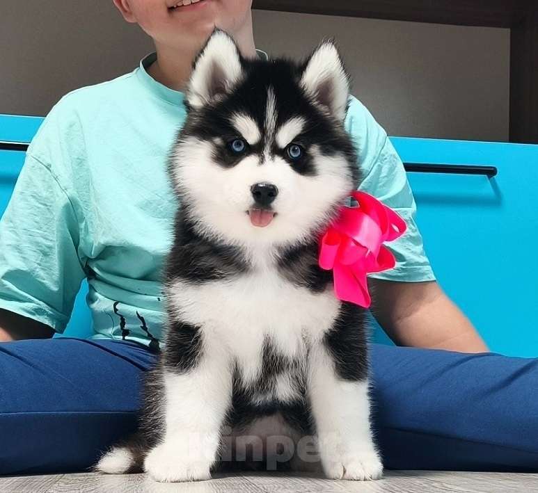 Собаки в Ростове-на-Дону: Хаски Щенки Разных окрасов Разнополые, Бесплатно - фото 1