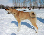 Собаки в Таштаголе: Лайки, 10 000 руб. - фото 3