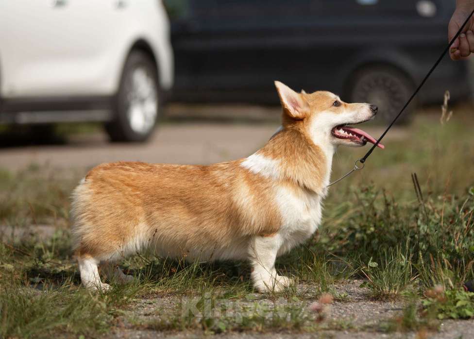 Собаки в Санкт-Петербурге: Перспективная сука вельш корги пемброка Девочка, 120 000 руб. - фото 6