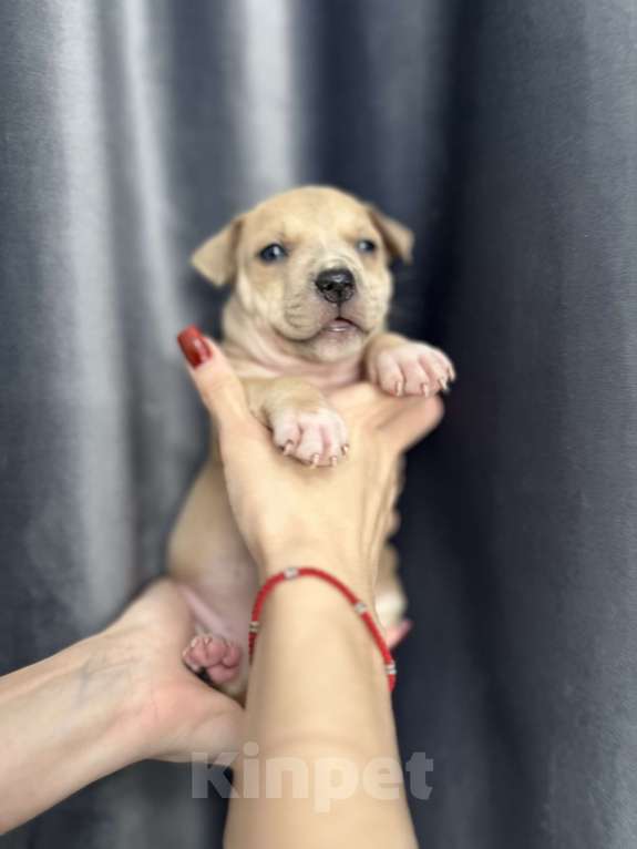 Собаки в Краснодаре: Щенки амстаффа Мальчик, 20 000 руб. - фото 6