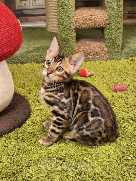 Кошки в Москве: Fluffy Benjoy Девочка, 85 000 руб. - фото 5