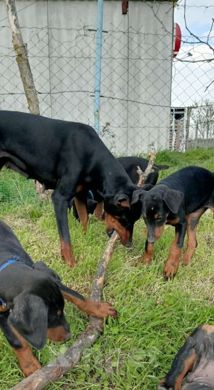 Собаки в других городах Краснодарского края: Щенки добермана Мальчик, 15 000 руб. - фото 2