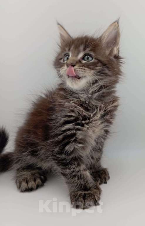 Кошки в Санкт-Петербурге: Чистокровные котята(полидакт) .  Девочка, 20 000 руб. - фото 3