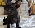 Кошки в Санкт-Петербурге: Ориентальный котенок экстрим, Адель Девочка, 120 000 руб. - фото 2