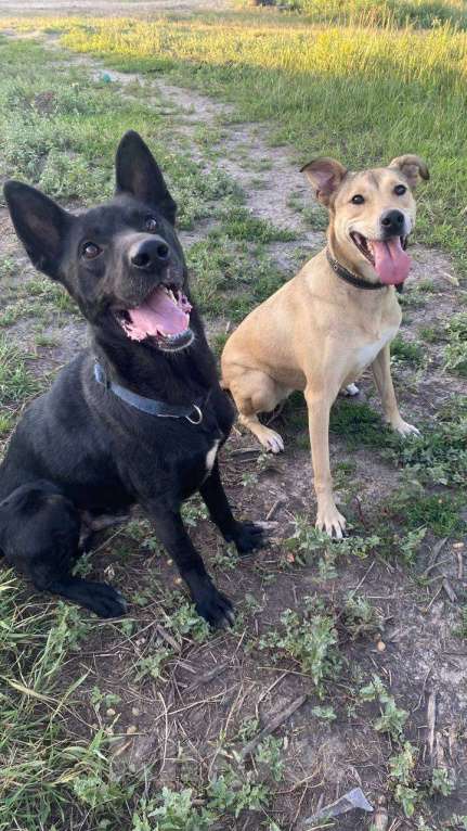 Собаки в Железногорске: Невероятный Шаман начинает поиски дома!  Мальчик, Бесплатно - фото 5