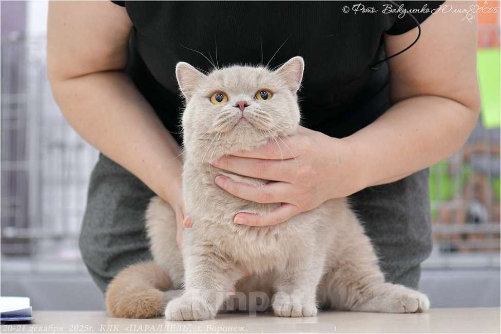 Кошки в Воронеже: Лиловая британская девочка  Девочка, 60 000 руб. - фото 1