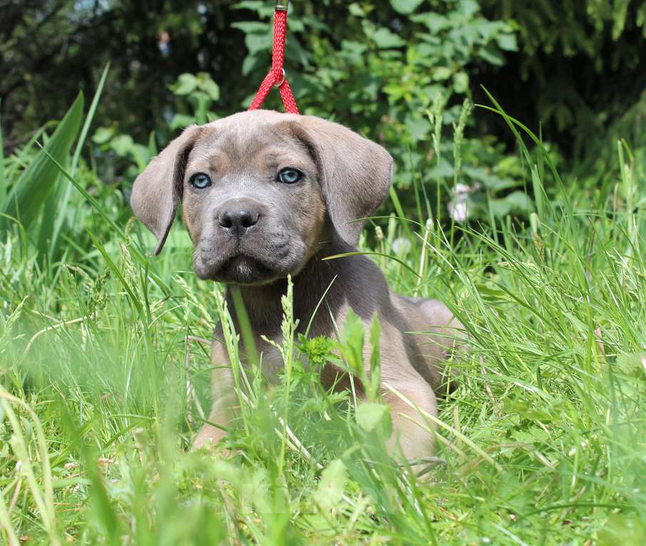 Собаки в Брянске: Предлагаются щенки Кане Корсо Мальчик, 50 000 руб. - фото 5