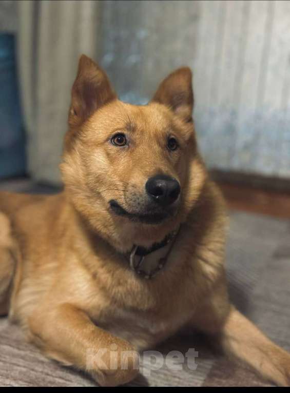 Собаки в Пушкино: АЛЬФИ - солнечный улыбка-пес ищет дом! Мальчик, Бесплатно - фото 3