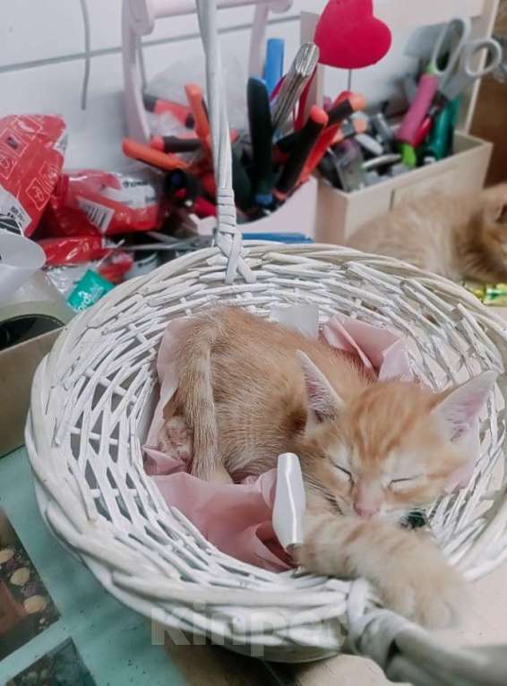 Кошки в Санкт-Петербурге: Монастырский котенок Мальчик, Бесплатно - фото 2