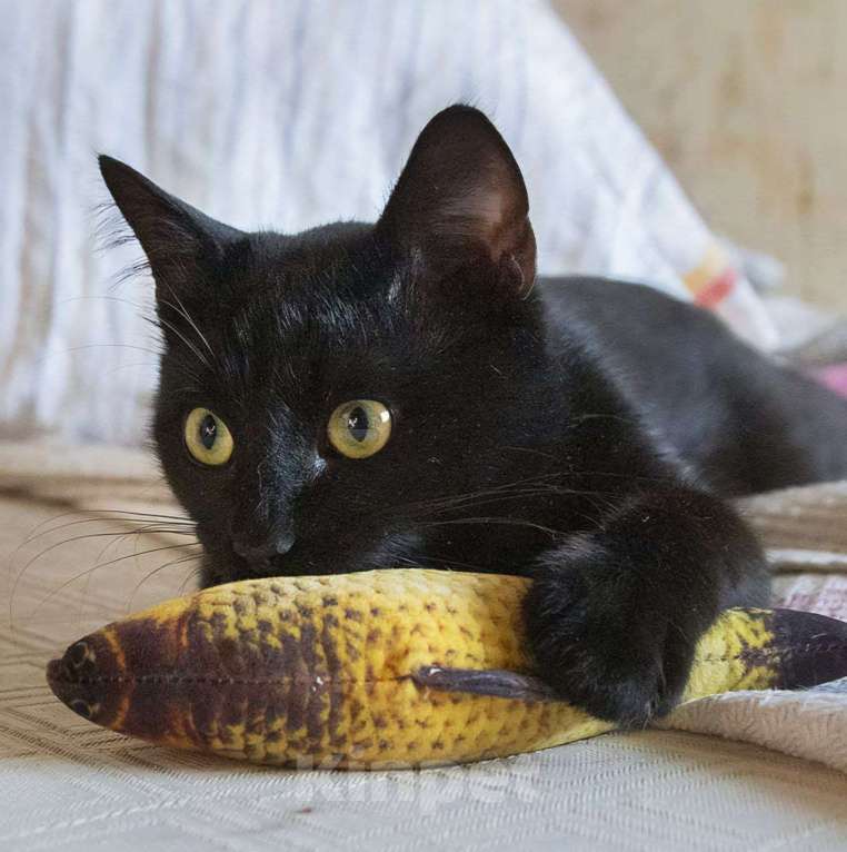 Кошки в Москве: Котик Оникс очень ищет дом и своего человека!  Мальчик, Бесплатно - фото 3