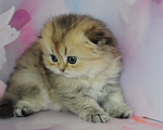 Кошки в Бахчисарае: Шотландский длинношерстный котенок Девочка, 35 000 руб. - фото 3