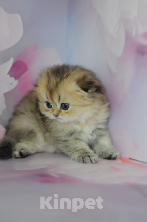 Кошки в Бахчисарае: Шотландский длинношерстный котенок Девочка, 35 000 руб. - фото 3